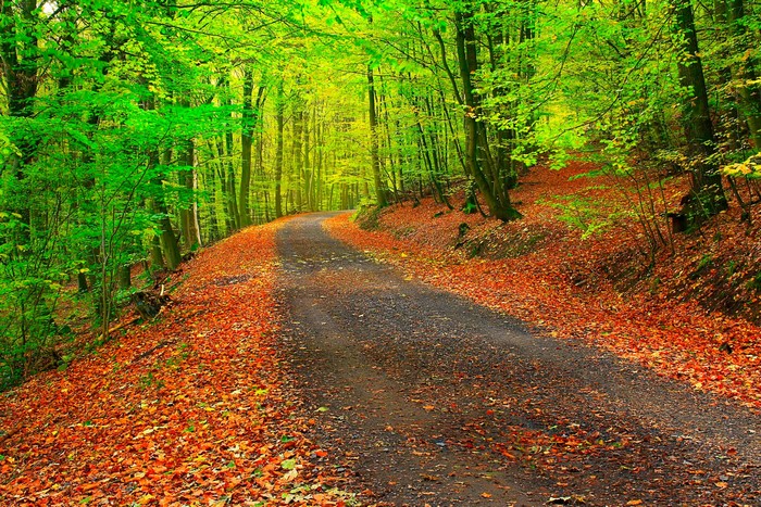 Autumn forest road covered in fallen leaves
