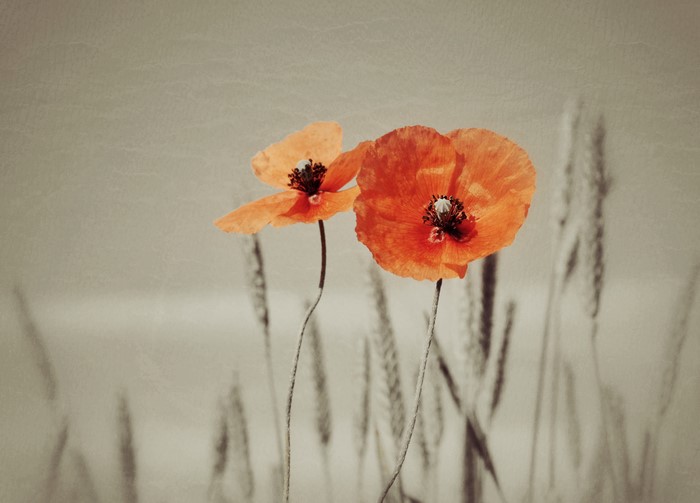 4K Poppies in a Field