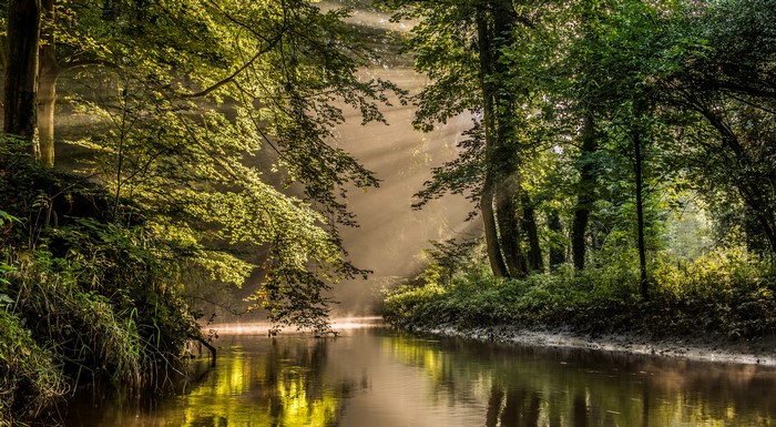 Sunlight beams through trees onto a river in Bekendelle, Netherlands