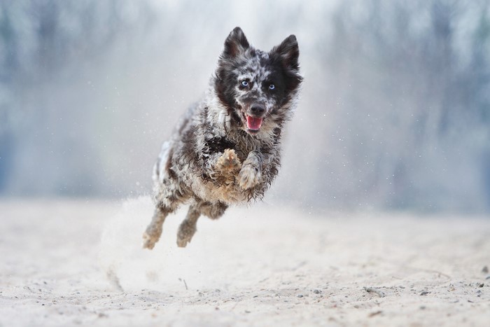 Mudi dog with blue eyes jumping on sand