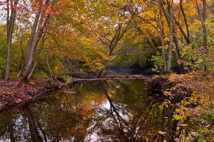 Autumn forest with river reflection