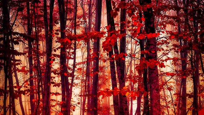 Red and orange autumn forest with tall trees