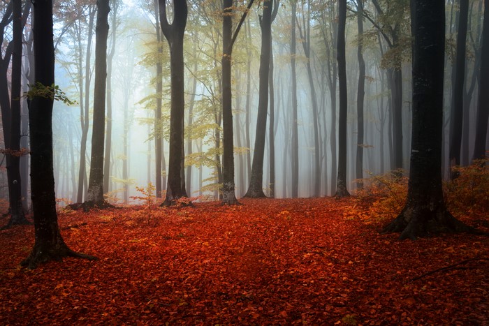 Forest in Fog during Autumn