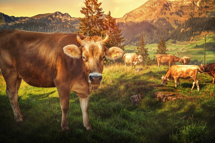 Cows grazing in a mountain pasture at sunset