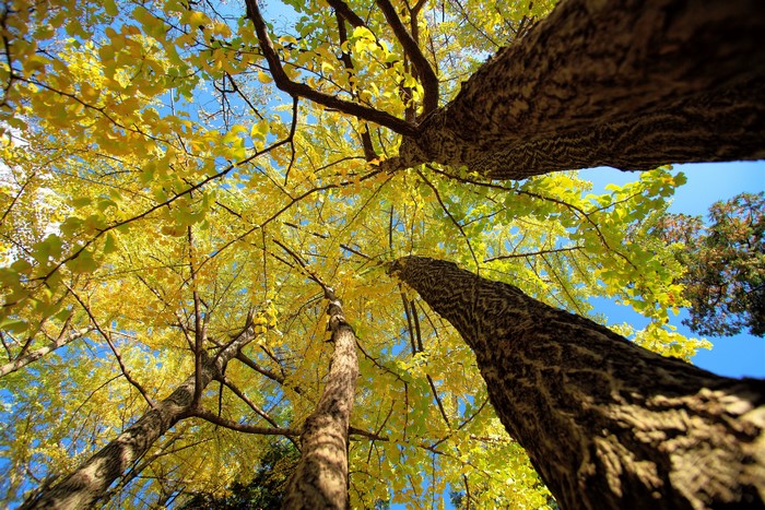 Looking up at trees with yellow leaves in autumn