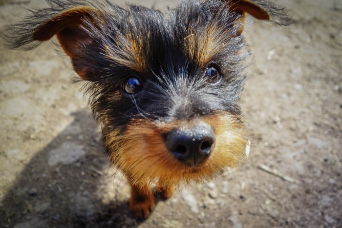 Yorkshire Terrier puppy looking up