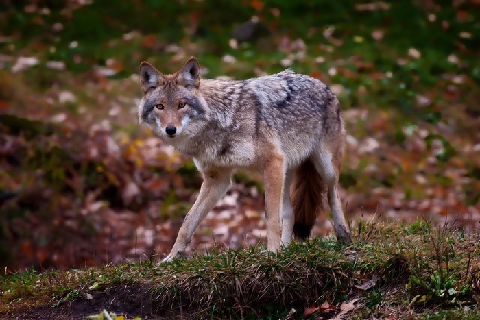 Coyote standing on grassy hill in autumn forest