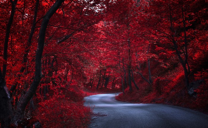 A winding road through a forest with red trees