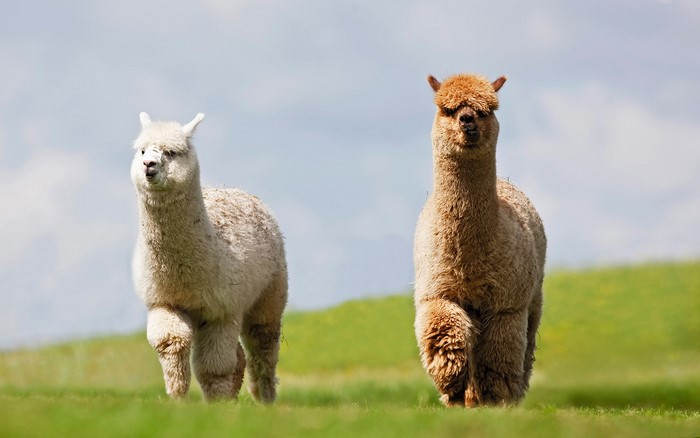 Two alpacas on a grassy hill