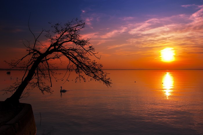 Sunset over a lake with a silhouetted tree and swan