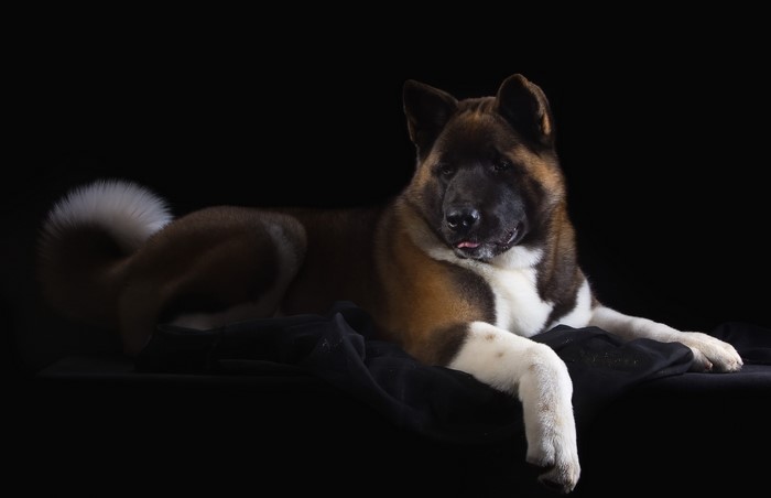 American Akita dog lying down on black fabric