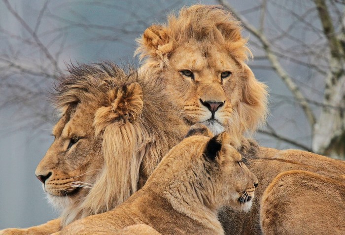 Three lions in a close-up portrait
