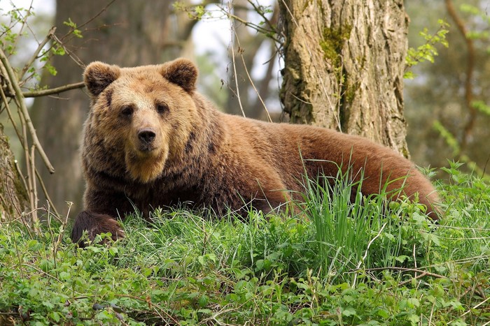 Brown bear lying in green grass near a tree