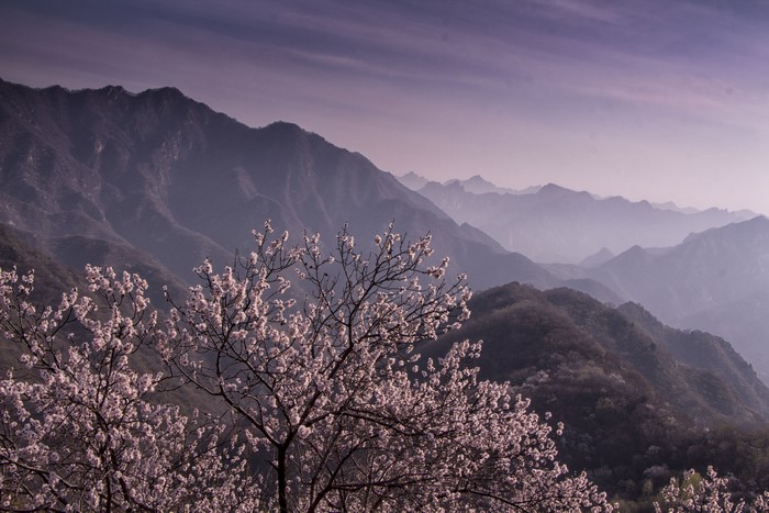Mountains and blooming branches