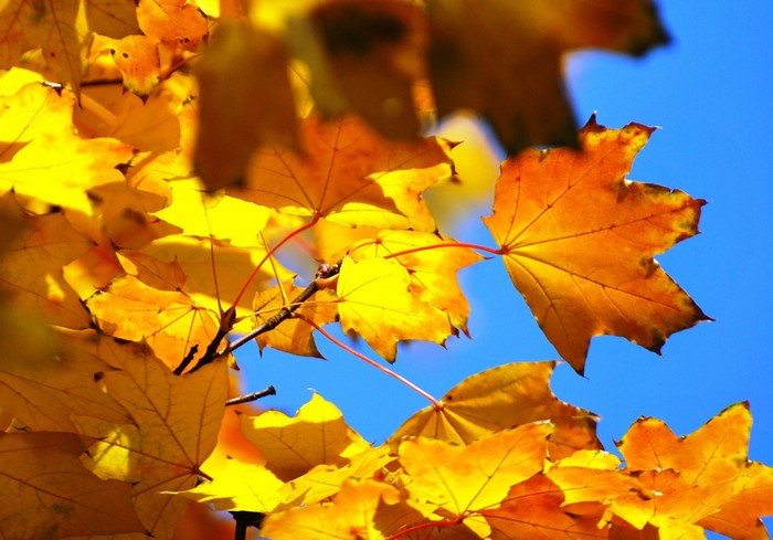Autumn Maple Leaves Against Blue Sky