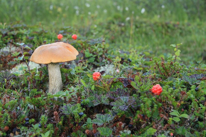 Leccinum aurantiacum and Rubus chamaemorus in nature
