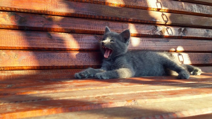 Gray kitten yawning on a wooden bench