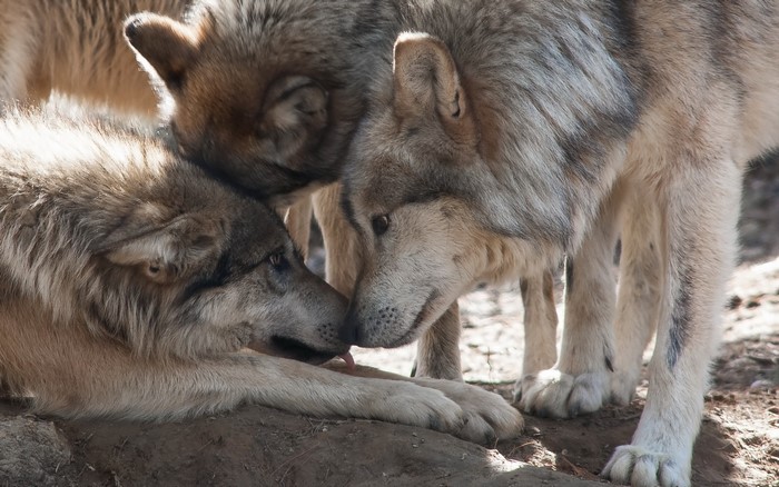 Three wolves interacting closely
