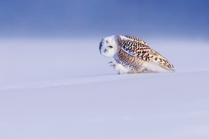 Snowy owl resting on snow