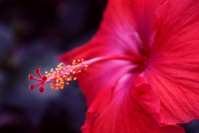 Red Hibiscus Flower Closeup