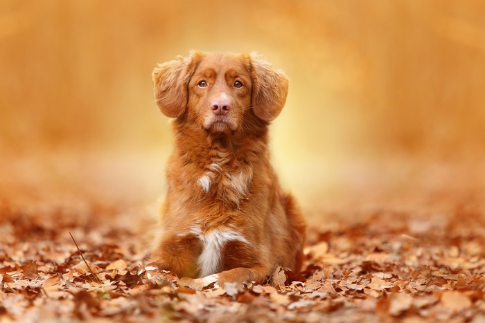 Ginger dog sitting in autumn leaves