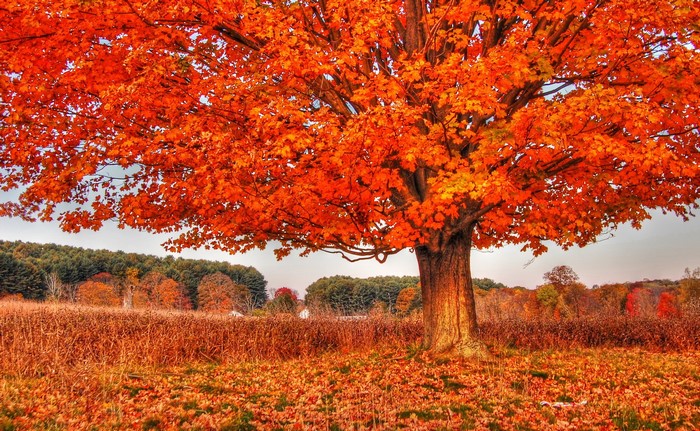 Vibrant Autumn Tree in a Field