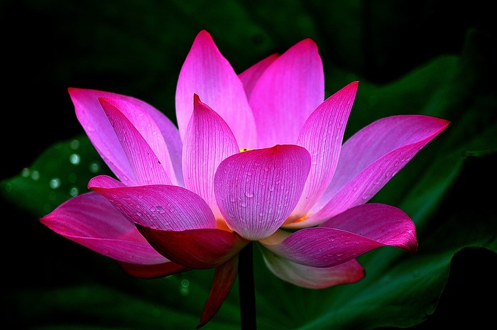 Vibrant Pink Lotus Flower in Bloom