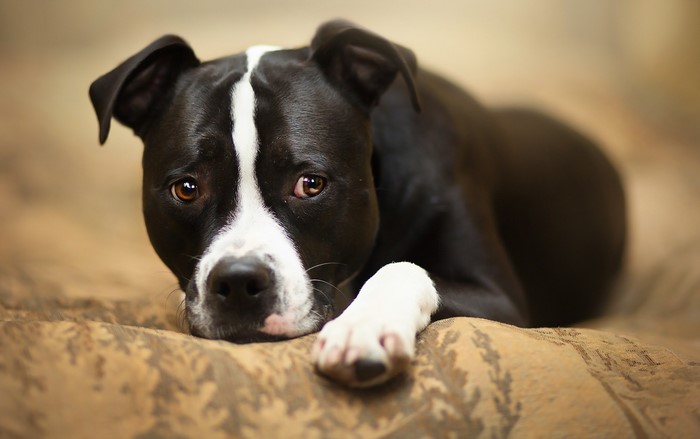 Black and white pit bull dog lying down