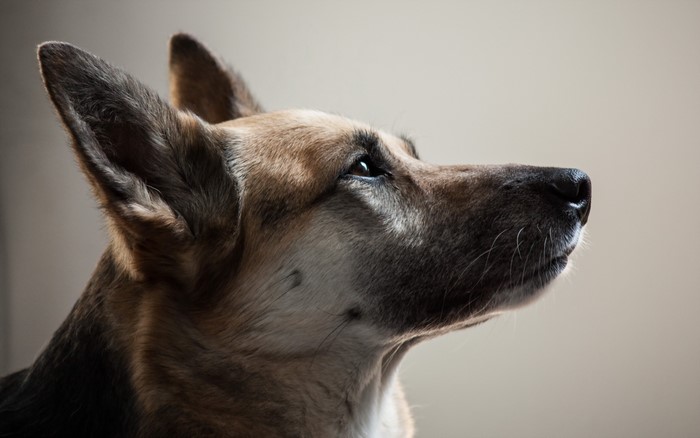 German Shepherd dog head profile