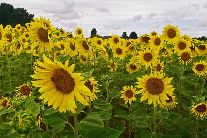 Field of Sunflowers Under a Cloudy Sky