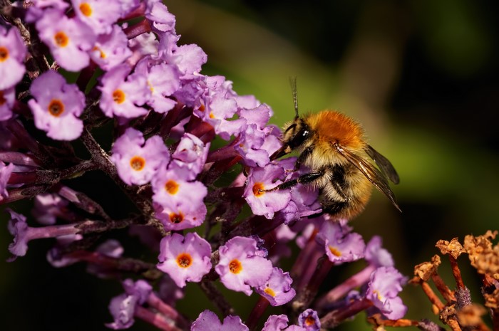 Bee on purple flowers