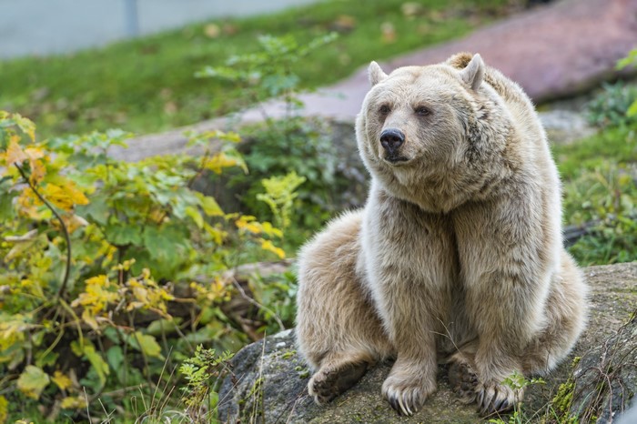 Brown bear sitting on rocks