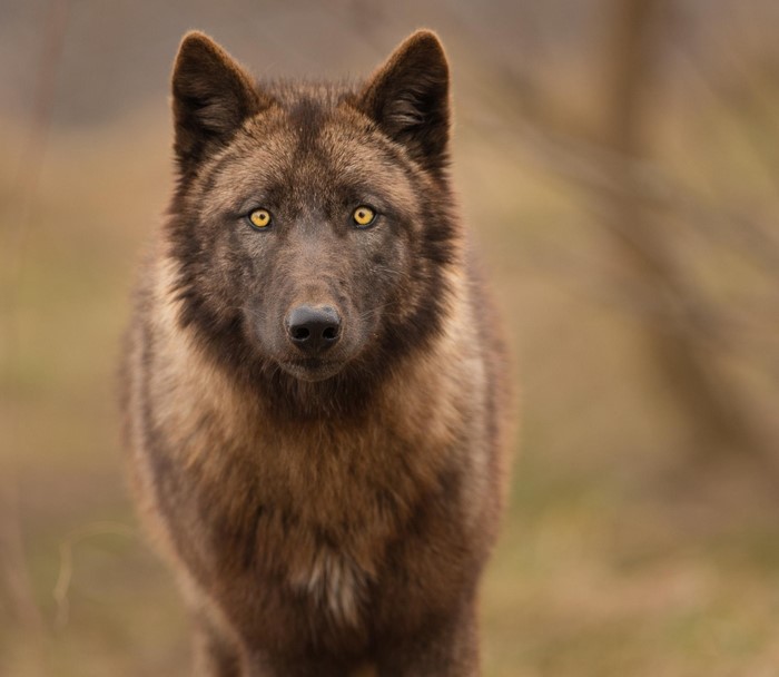 Close-up of a wolf with yellow eyes