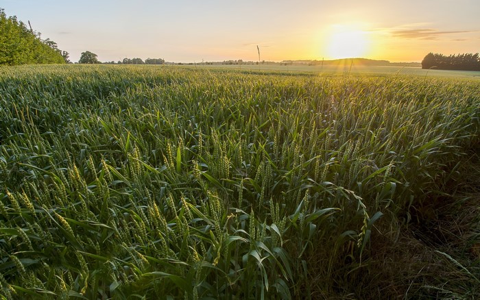 Wheat field at sunset