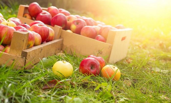 Apples in wooden crates on grass