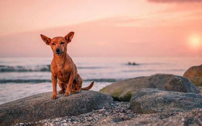 Dog sitting on rocks at the beach during sunset