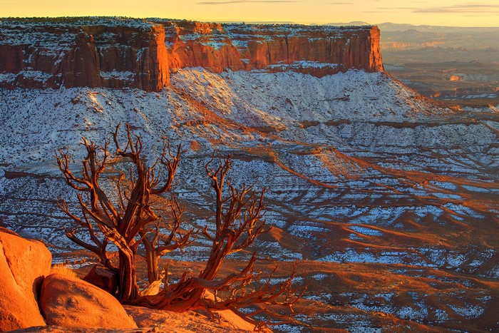 Canyonlands National Park, Utah, USA with snow and trees