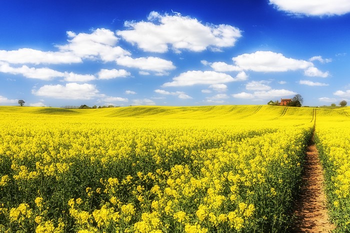 Vast yellow rapeseed field under a blue sky with clouds