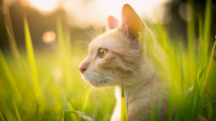 Ginger cat peeking through tall green grass