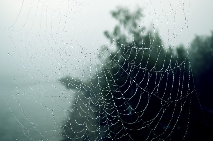 Spider web with dew drops in fog