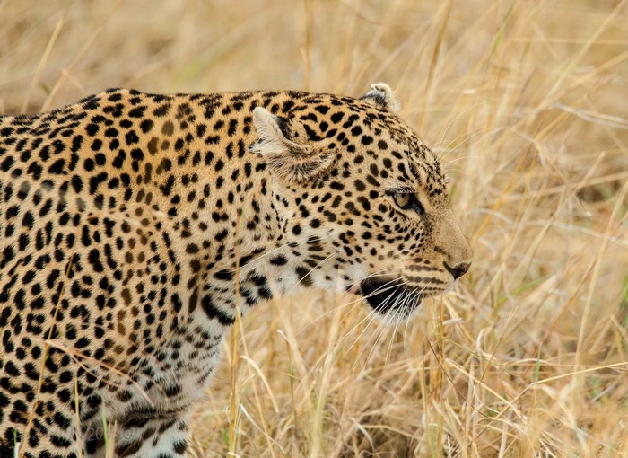 Leopard in tall dry grass