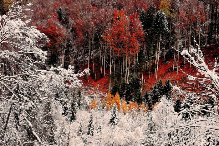 Forest with Autumn Leaves and Snow