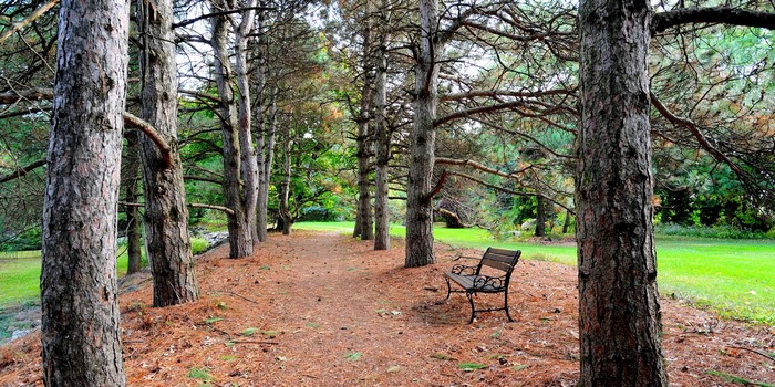 Park pathway with trees and a bench