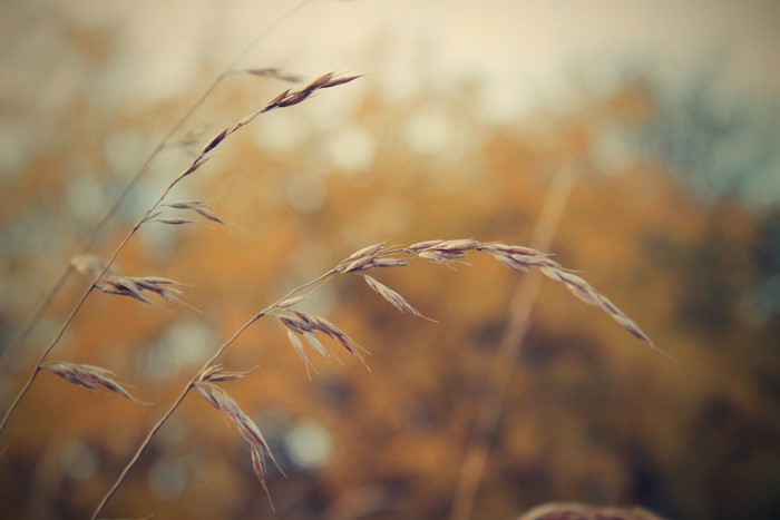 Closeup of grass in 4K