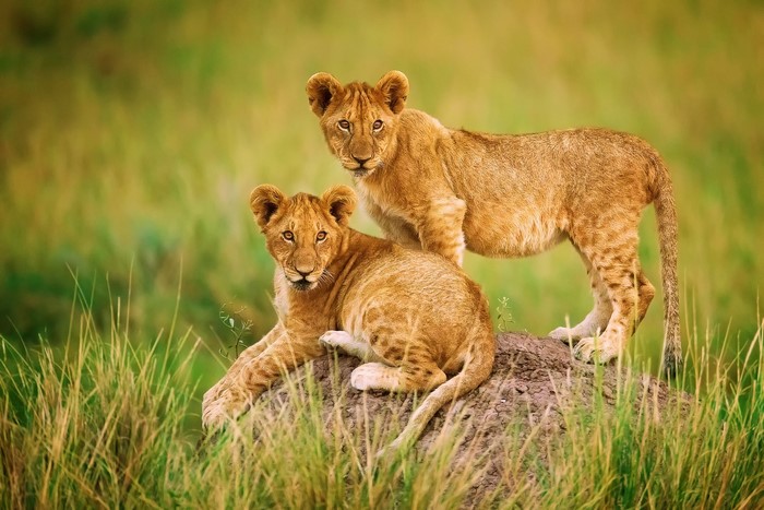 Two lion cubs on a grassy mound