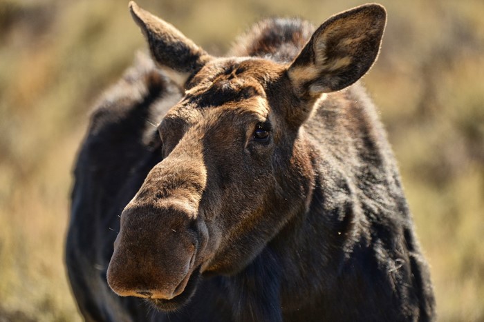 Close-up of a Moose's Head