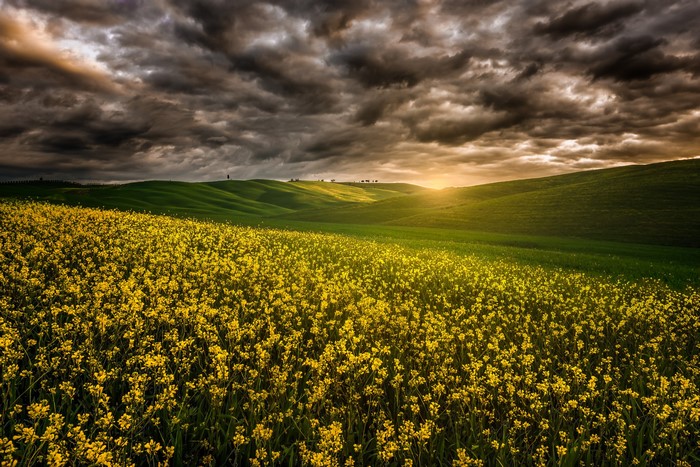 Field of yellow flowers under stormy sky