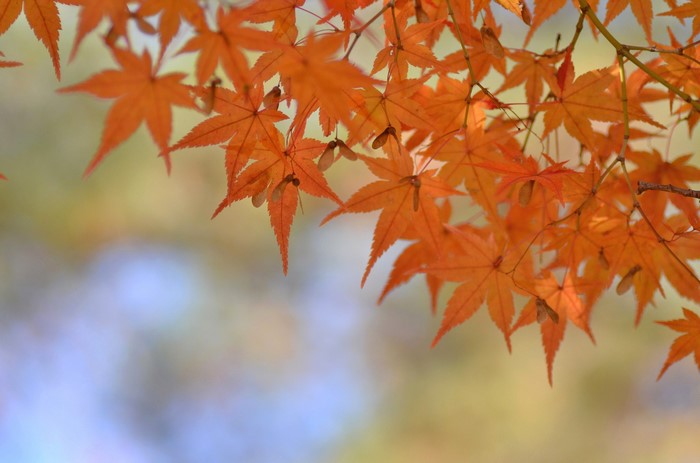 Orange Maple Leaves on Branches