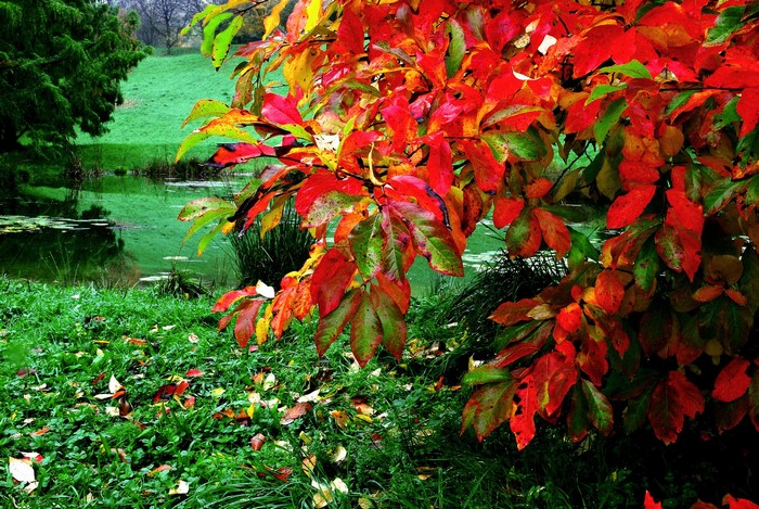 Autumn leaves by a pond with green grass