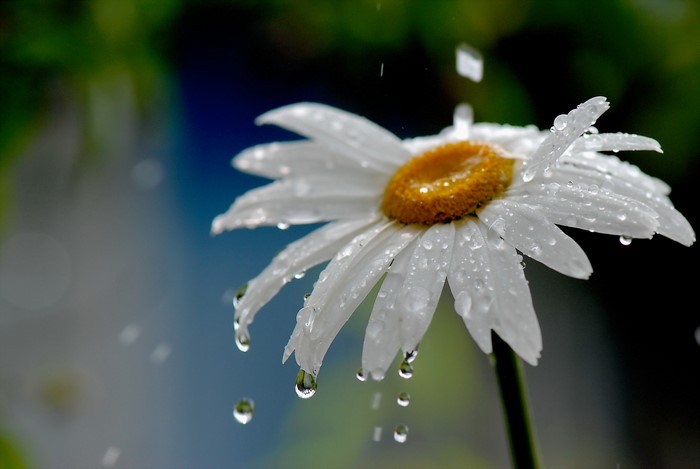 Daisy with water drops in rain